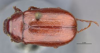 Media type: image;   Entomology 24824 Aspect: habitus dorsal view